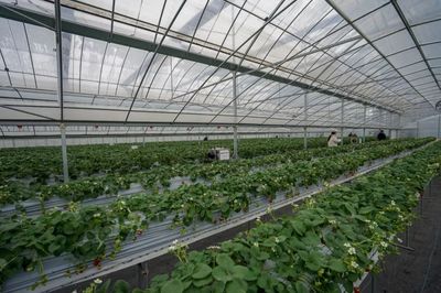 實測！全國最好吃的草莓，就藏在余杭！探尋余杭草莓的甜蜜密碼